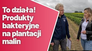 To działa! Produkty bakteryjne na plantacji malin