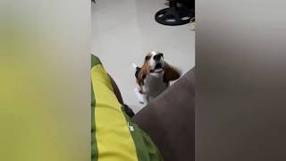 Seen Zoned | Jealous Beagle 🐶