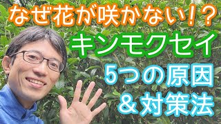 キンモクセイに花が咲かない原因5選と解決策(2023年9月)5️⃣🌳