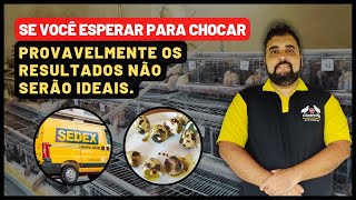 🐣 Comprou ovos férteis de codorna na internet? Confira a validade e evite uma baixa taxa de eclosão.