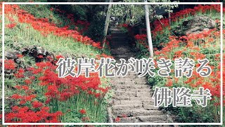 #20 【彼岸花】奈良県宇陀市・佛隆寺へ