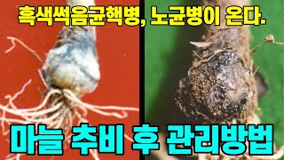 5월 마늘 병해충 관리 방법