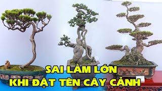 Cần Hiểu Sao Cho Đúng Khi Đặt Tên Cho Cây Cảnh Nghệ Thuật Ở Việt Nam