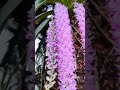 Foxtail Orchid in my Garden 😊 - #youtubeshorts #shorts #short