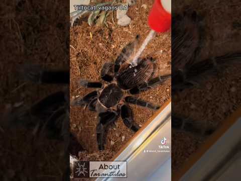 Are Mygalomorphs true spiders?