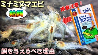 ミナミヌマエビに専用の餌を与えた方が良い理由とお勧めの人工飼料について【飼育から繁殖までメリット多数】