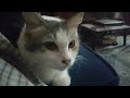 This video will make you hate cats