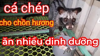 Cá chép cho chồn hương ăn nhiều dinh dưỡng  - trại chồn hương Quảng Nam