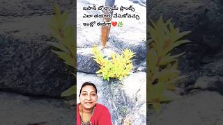 💠బోన్సాయ్ మొక్కలు మీకు ఇష్టమైతే ఈజీగా ఇలా తయారు చేసుకోండి🌿how to make bonsai plant at home #bonsai ✅