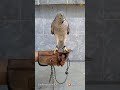 Brown Goshawk ( NALA ) || #Shorts