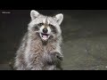 Raccoons with distemper spotted in Knoxville