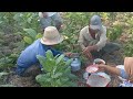 sarapan nasi pagi bersama para petani,dilahan tanaman tumpangsari.