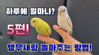 앵무새와 친해지는 방법 5편! 놀아주기의 개념 이해