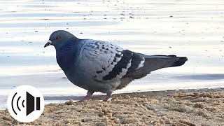 Pigeon sounds - animal sounds