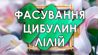 Як фасують цибулини лілій. Окружність 12/14, преміум лілії 18/20 | Цибулини від Яскрава Клумба