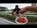 strawberry farm new zealand good planet ස්ට්රෝබෙරි ගොවිපල travel with chamath