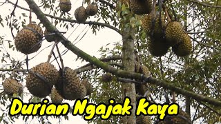 Petani Durian Sukses, Patut Kita Contoh Cara \u0026 Ilmu Nya