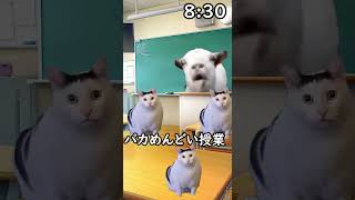 俺の学校生活猫ミームで表してみた【猫ミーム】 #猫ミーム