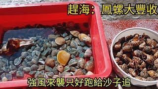 鳳螺大豐收，風大就是要衝才能收穫滿滿，#福寶濕地