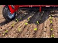 DUAL 12 COMPACT transplanter - CHECCHI & MAGLI