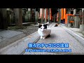 【母猫物語22】穴ふさぎゲーム a story of mother cat episode 22 close the hole