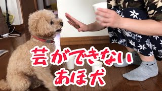 おやつを嗅ぎ分ける犬