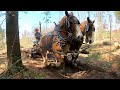 Watch AMAZING & STRONG Horses at Work!!! // Draft Horse Logging