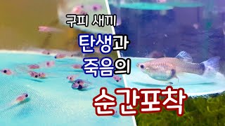 대박신기!!! #구피새끼출산 장면 / #구피새끼 잘 받는 방법 / #기형치어