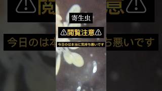 ⚠閲覧注意⚠ヤドカリの寄生虫