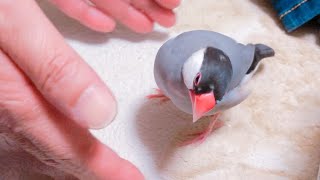 文鳥 遊んでもらってご機嫌なあずき   Java sparrow