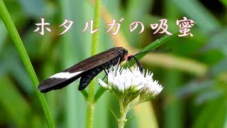 昆虫　ホタルガの吸蜜