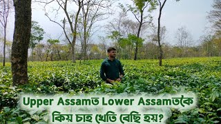 Why is the upper Assam more suitable for tea than lower Assam? The Assamese Explorer| My first vlog