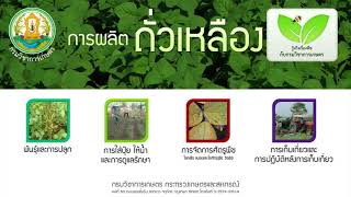 การผลิตถั่วเหลือง การเก็บเกี่ยว 6/6