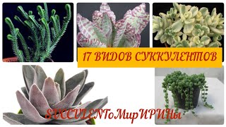 Виды суккулентов. Обзор моей коллекции.