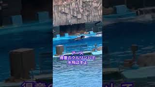 アース　得意のクルリンして水飛ばすよ　名古屋港水族館#shorts