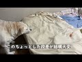 大型犬の介護必需品アイアンバロン着たままねんね購入したら～putting a care suit on an elderly do～