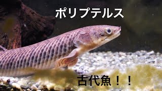 古代魚！！ポリプテルスパルマス！！