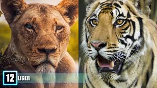 12 Most SHOCKING Real Animal Hybrids!