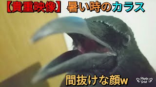 【貴重映像】カラスが暑い時のリアクションはこうw 20180519、カラス