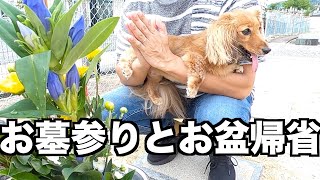 【お盆】ママの実家に帰省する【カニンヘンダックスえびすの日常】