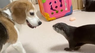 カワウソとビーグル犬が仲良くなるまでの道！Can Otters and Beagle dog get along?