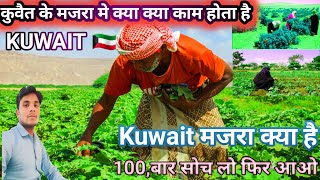 कुवैत  मजरा मे काम कैसे होता है//KUWAIT Majra!visaमजरा मे काम क्या क्या होता है