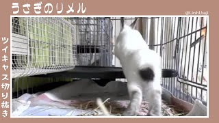 ロフト大好き【うさぎのリメル】