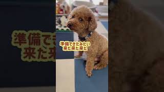 トイプードルが食事を食べない気持ち #shorts 【トイプードル】【toy poodle】【VOICEVOX】