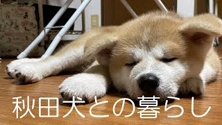 秋田犬【ゴン太】ちゃんと できるよ♡