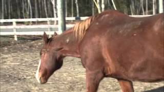 Greenfield Equine Farm