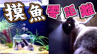 【on.cc東網】主人設計新魚缸　寵物貓水下賞魚