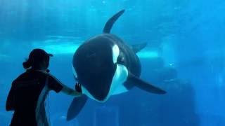 名古屋港水族館 シャチの公開トレーニング完全版 2016/07/02【11：30の回】