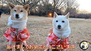 初日の出を見に公園に行くと獅子舞姿の柴犬君と遭遇しました【柴っこ劇場】