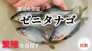 ゼニタナゴの繁殖の状況報告です